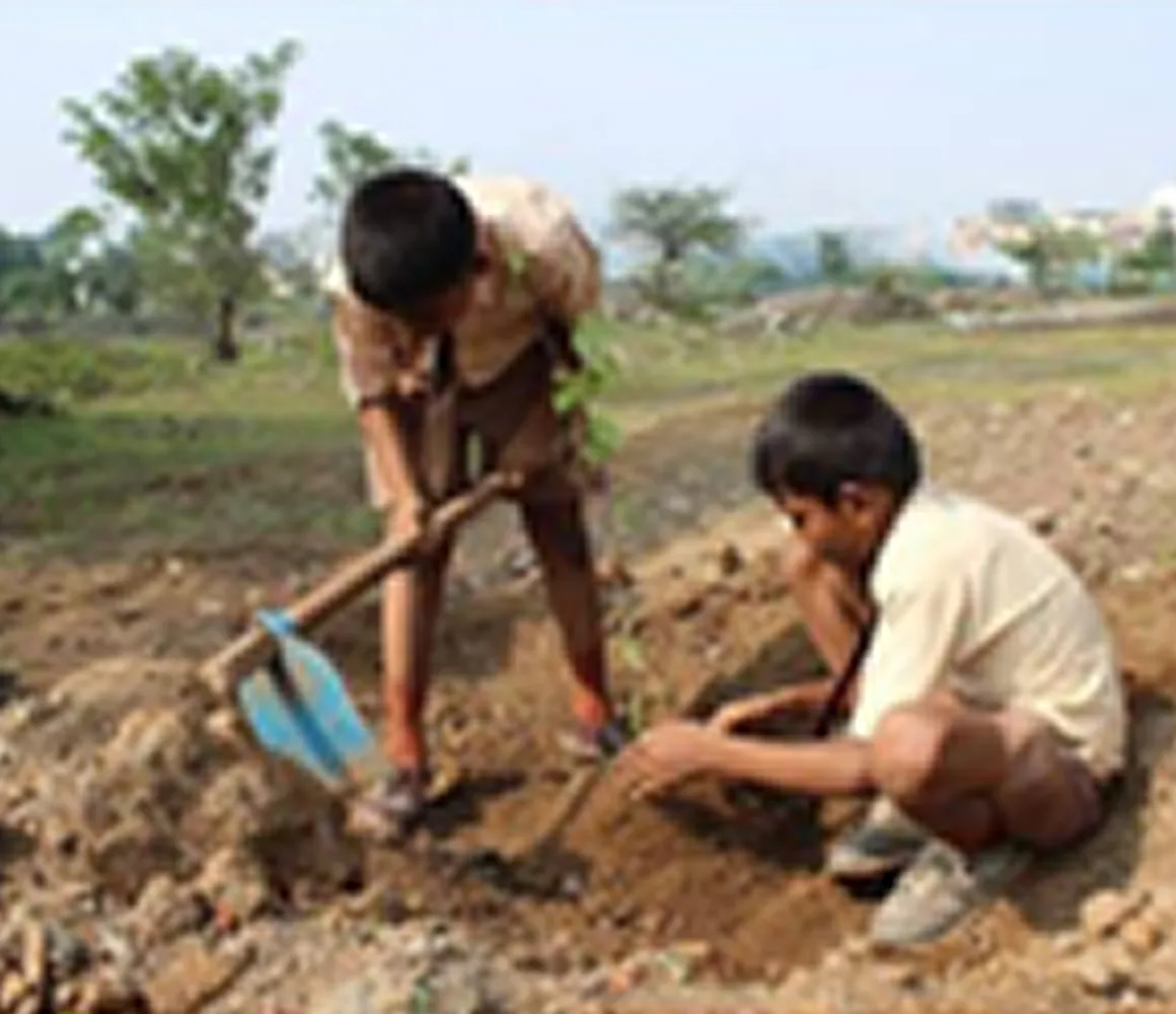 Tree Plantation