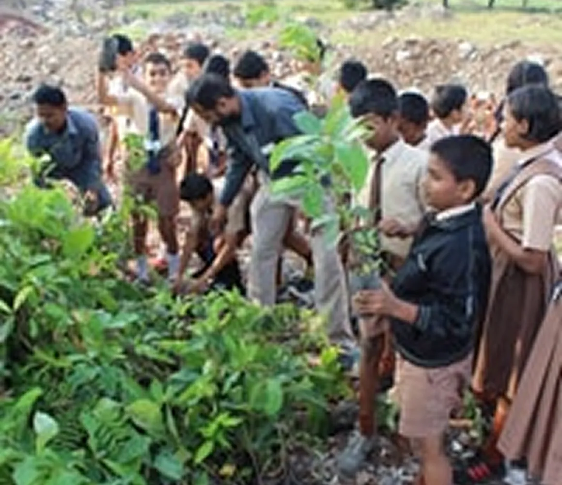 Tree Plantation