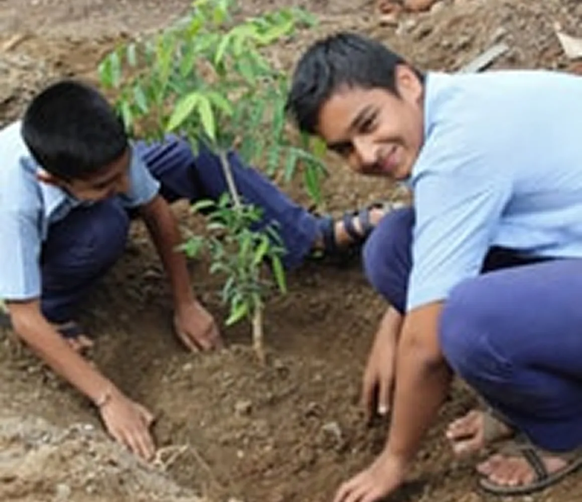 Tree Plantation